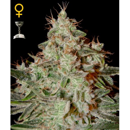 Lemon Skunk